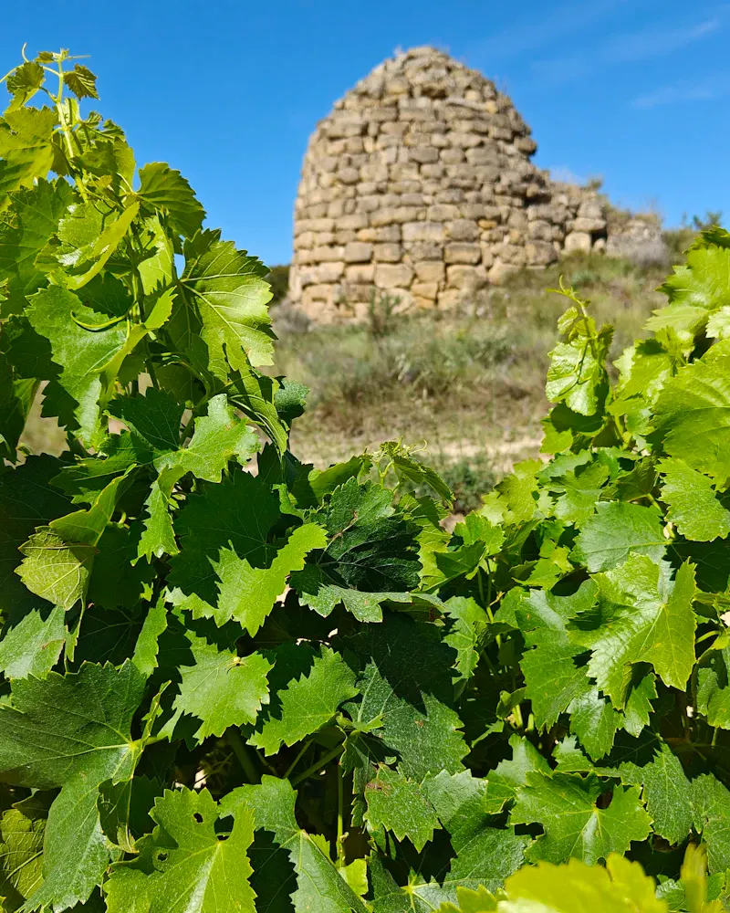 Copa de vino en una bodega de la Serranía de Ronda durante un viaje de incentivo